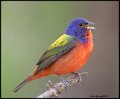_0SB1164 painted bunting